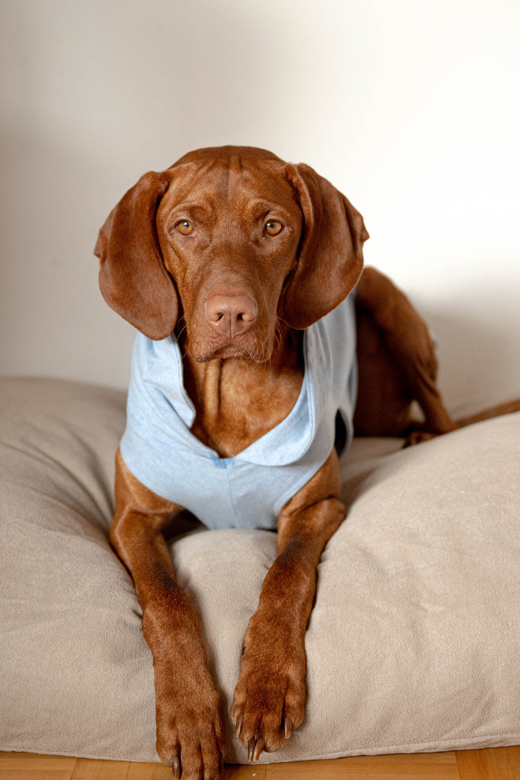 LEICHTE HUNDESHIRTS COSYSHIRTS LIGHT