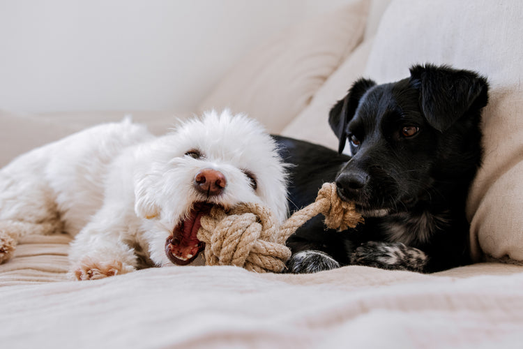 HUNDESPIELZEUG