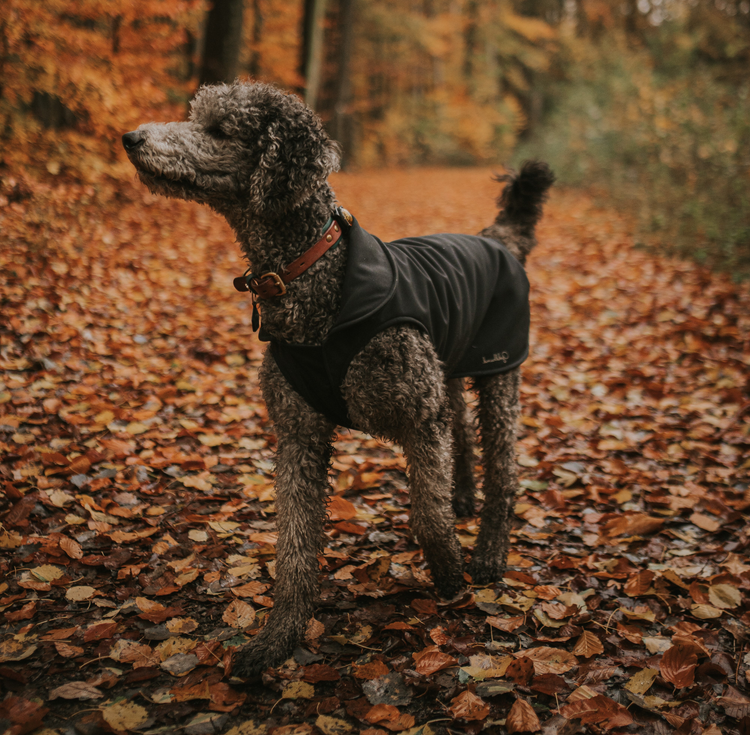 HUNDEWINTERMÄNTEL COSYSHELL WARM
