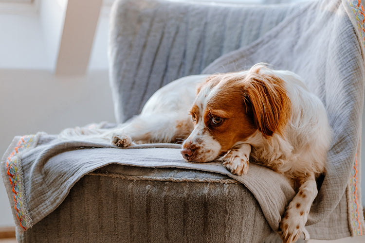 HUNDEDECKEN