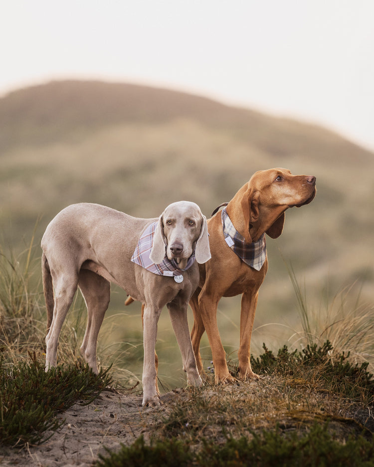HUNDEHALSTÜCHER