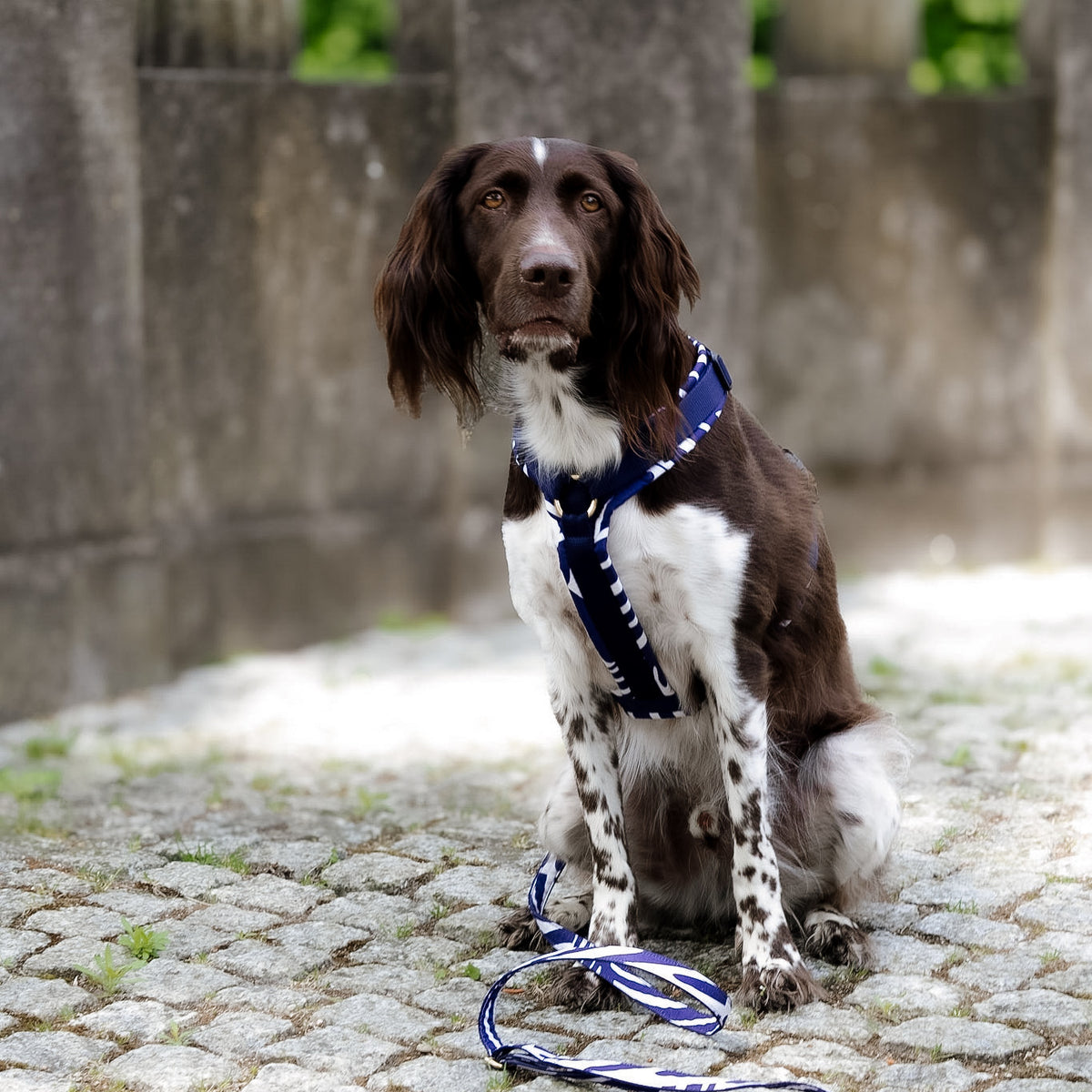 Hundegeschirr PURE blue Leaves
