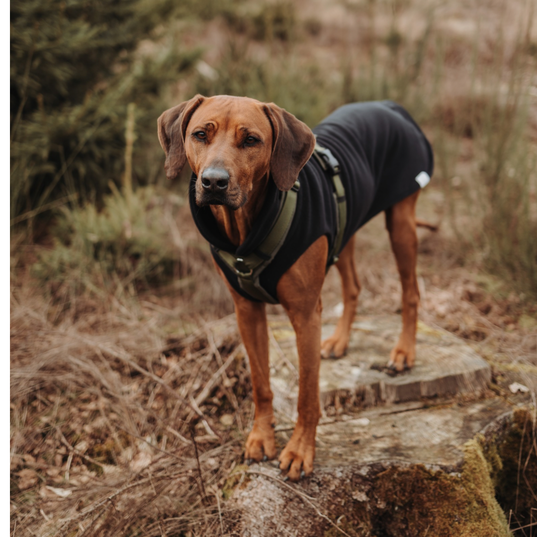 Hundepullover CosyShirt stay warm schwarz