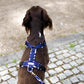 Hundegeschirr PURE blue Leaves