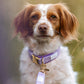 SALE Muddy Paw Halsband lila