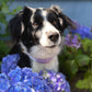 SALE Muddy Paw Halsband lila