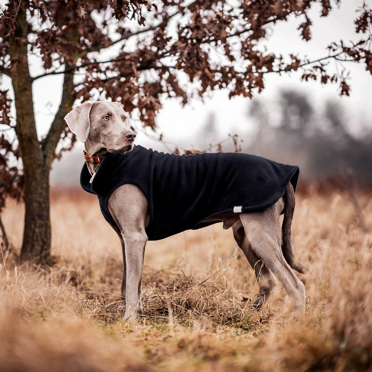 Hundepullover CosyShirt stay warm schwarz