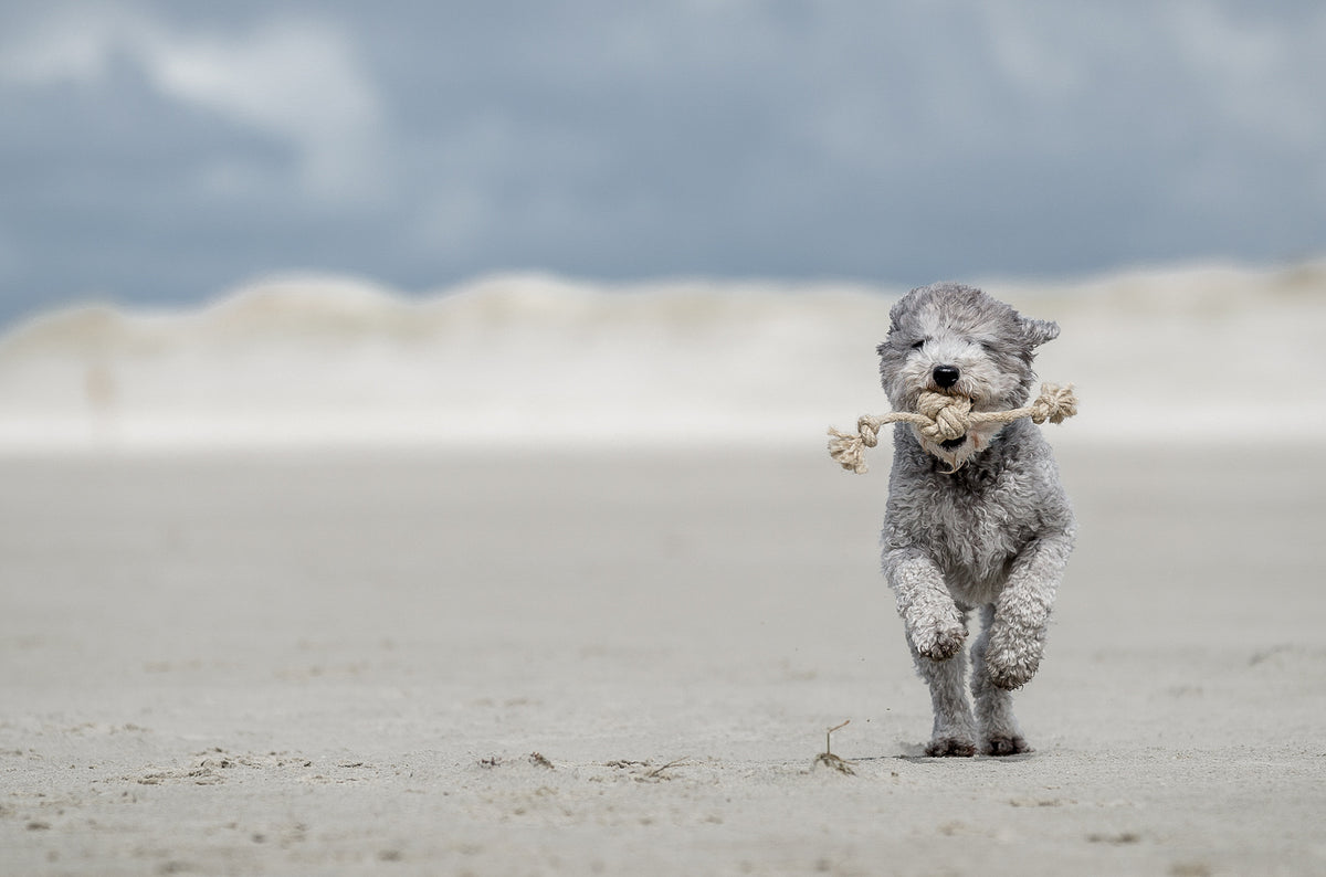 Hundespielzeug Goldhund Knoten