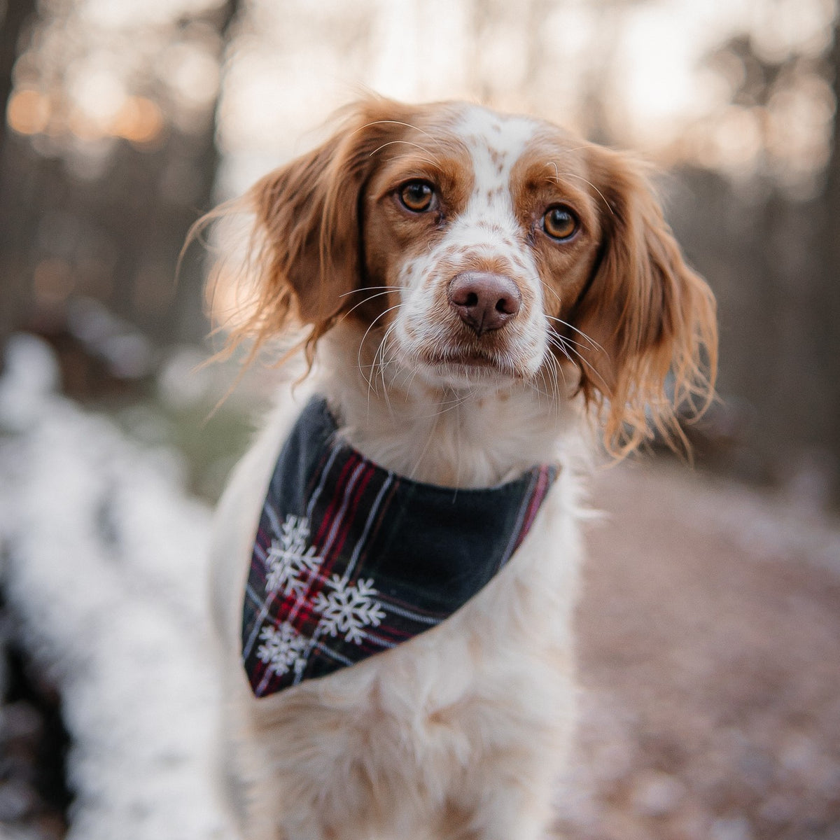 Sale Hundehalstuch Schneeflocken dunkelblau kariert diverse Größen